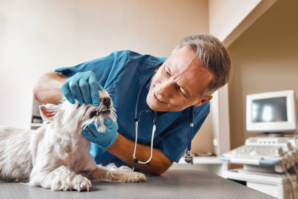 Best Pediatric Emergency Dentist in Fountain Hills, AZ